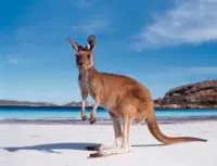 Kangaroo in Australia