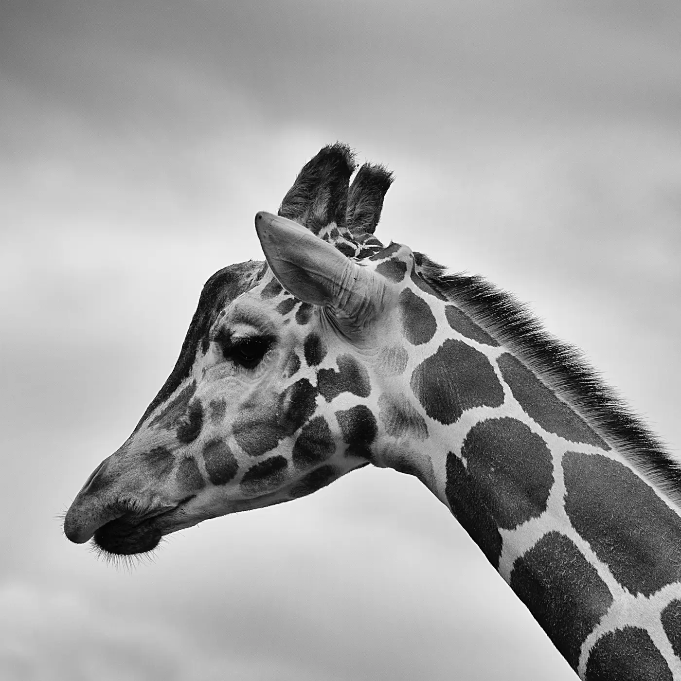 things to do in australia sydney zoo