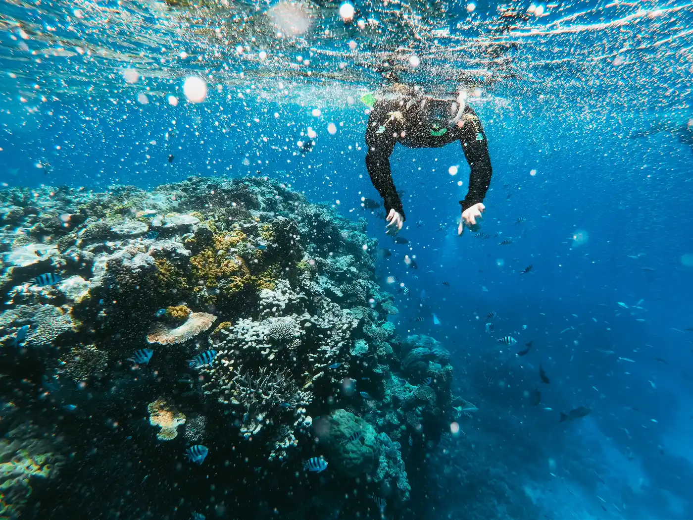 things to do great barrier reef