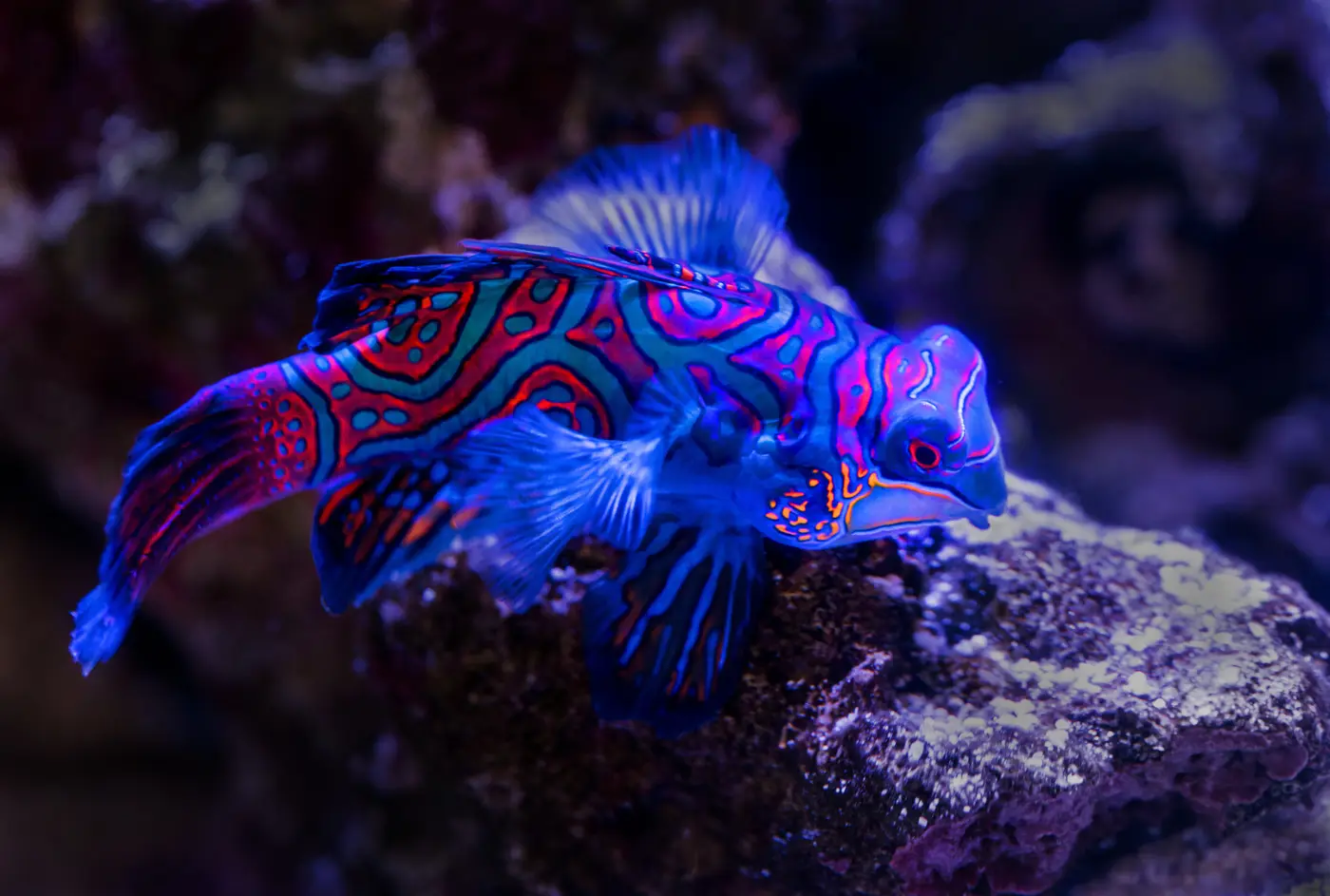 things to do great barrier reef