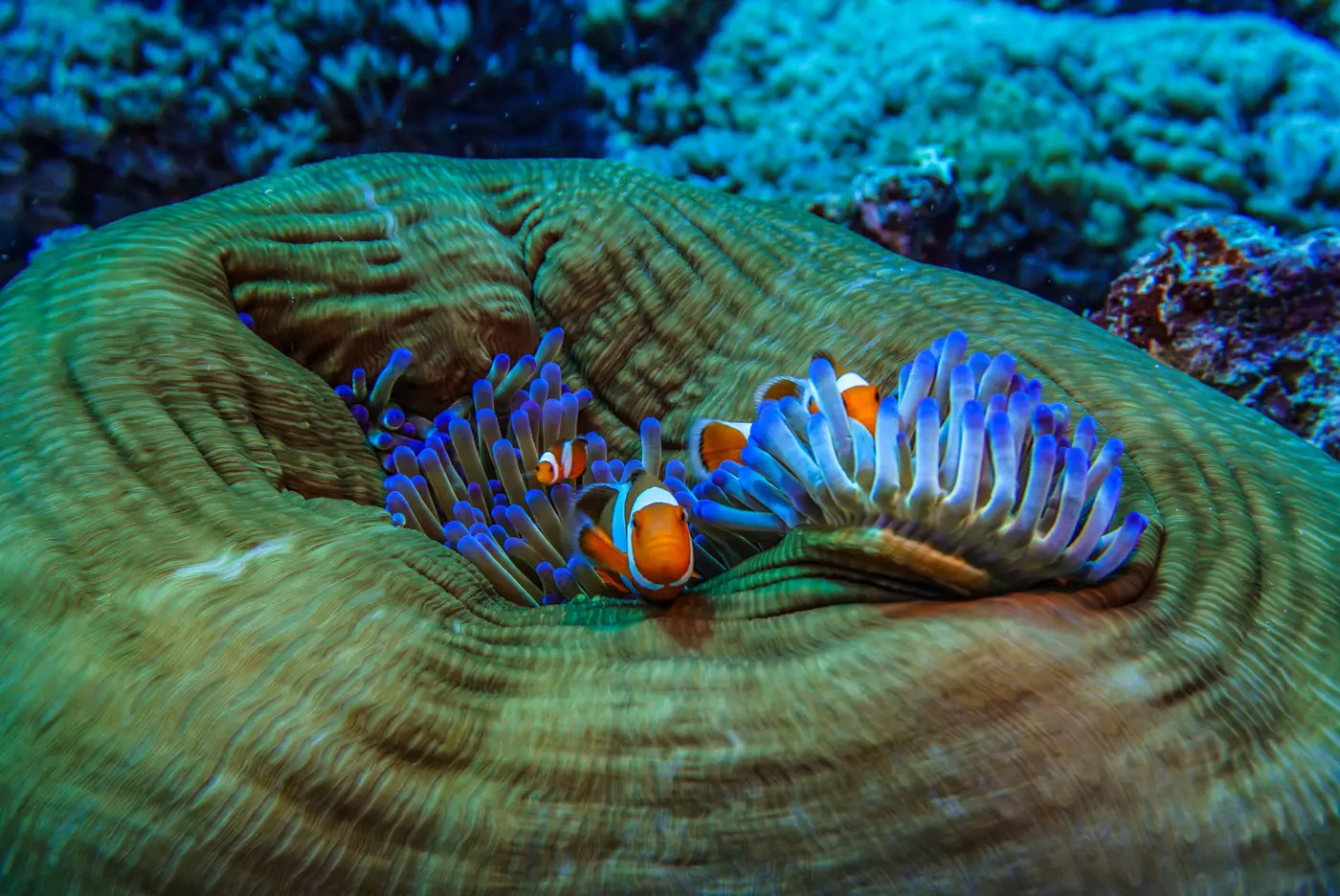 things to do great barrier reef