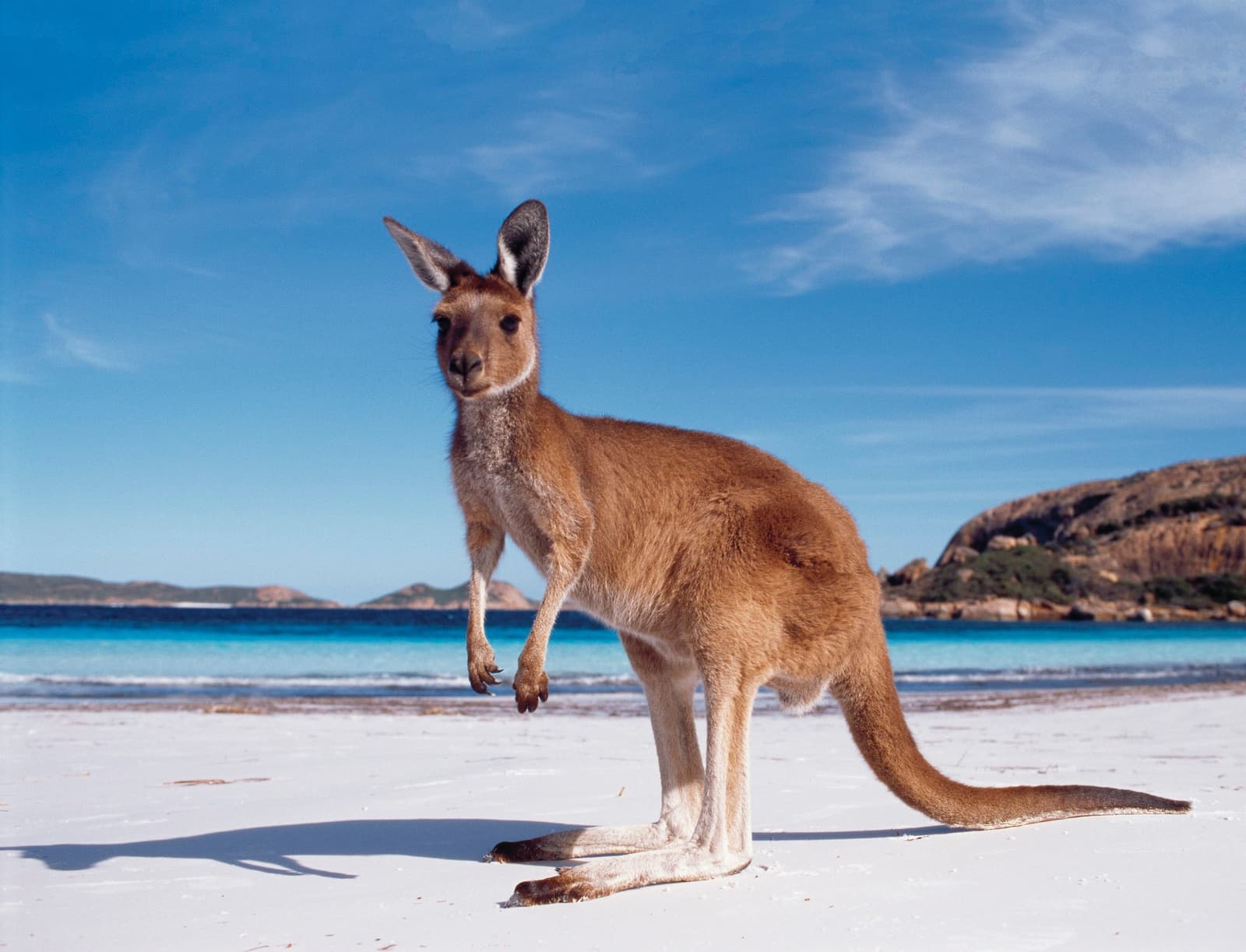 Kangaroo in Australia