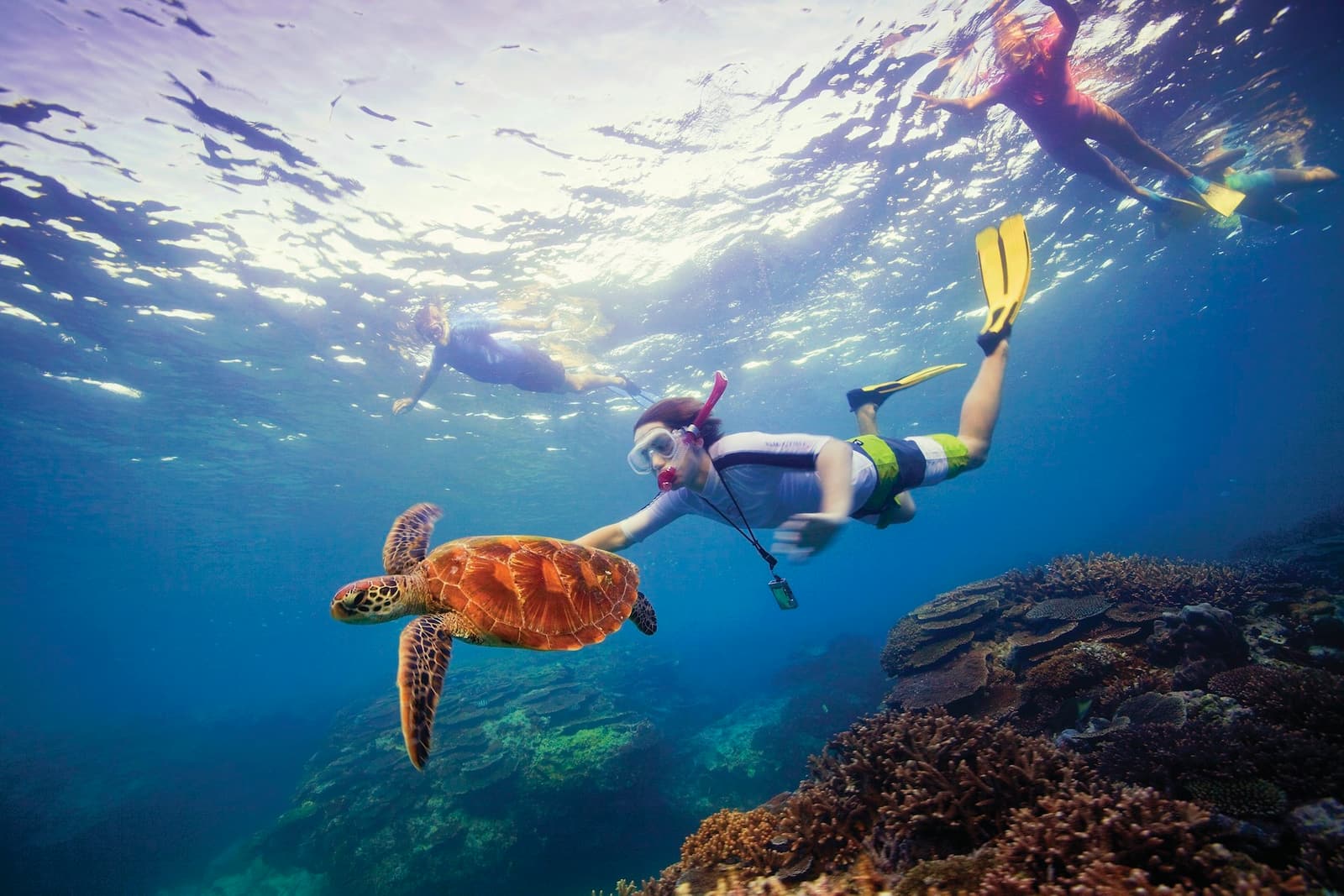 Snorkelling, Great Barrier Reef, QLD